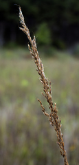 Indiangrass