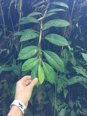 Drymonia conchocalyx