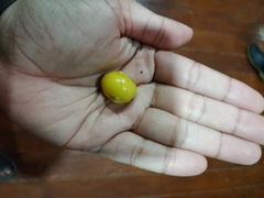 Ximenia americana
