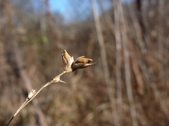 Diarrhena obovata