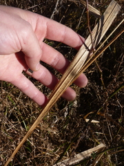 Diarrhena obovata