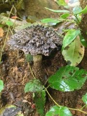 Strobilomyces confusus