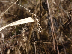 Diarrhena obovata