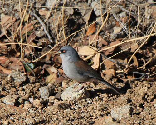 Arizona Yellow-eyed Junco