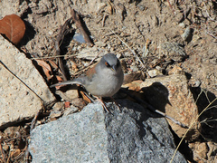 Junco phaeonotus palliatus