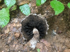 Strobilomyces confusus