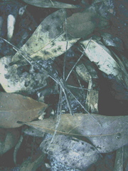 Deinopis spinosa image
