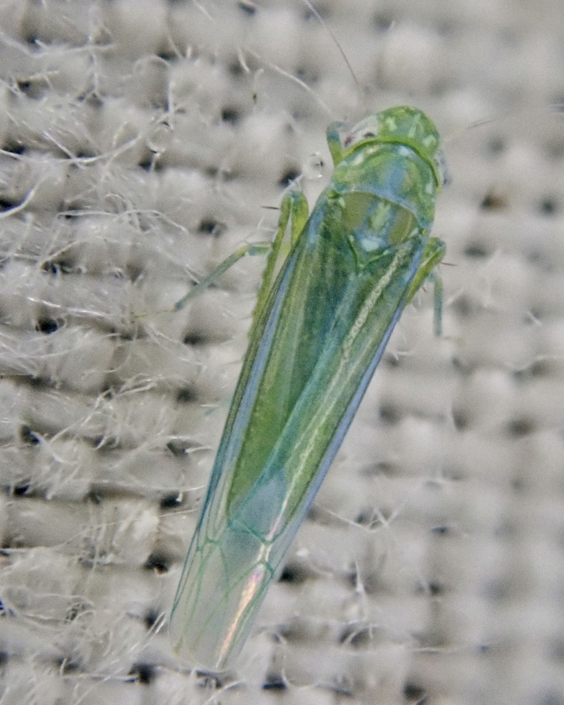 smaller green leafhopper