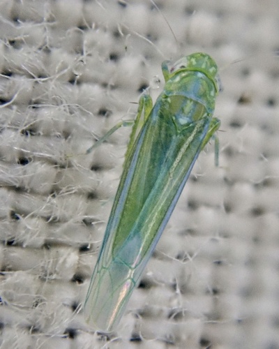 smaller green leafhopper