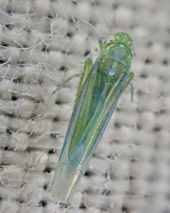 Cigarrinha-verde-da-vinha (Empoasca vitis)