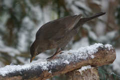 Turdus merula
