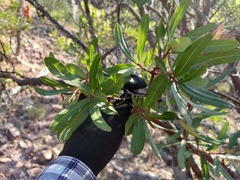 Comarostaphylis polifolia