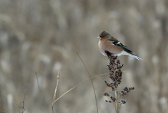 Fringilla coelebs