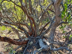 Comarostaphylis polifolia