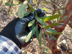 Comarostaphylis polifolia