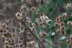 Carduelis carduelis