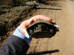 Kinosternon hirtipes murrayi