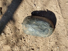 Kinosternon hirtipes murrayi