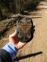 Kinosternon hirtipes murrayi