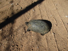 Kinosternon hirtipes murrayi