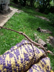 Cladomorphus trimariensis