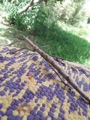 Cladomorphus trimariensis