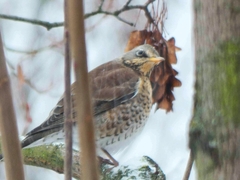 Turdus pilaris