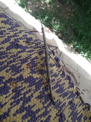 Cladomorphus trimariensis