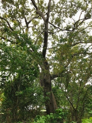 Quercus oleoides