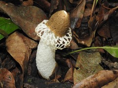 Phallus atrovolvatus
