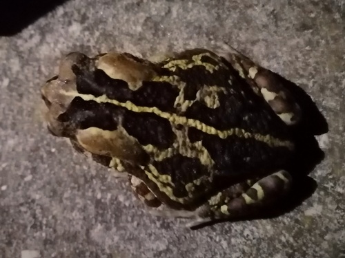 Western Leopard Toad, Hoffman Street, Pearly Beach, photo 8 of 10