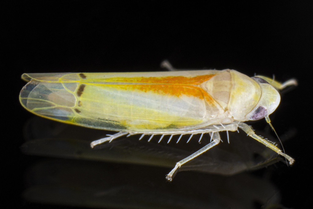 Ossiannilssonola australis