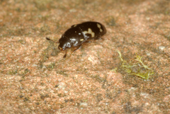 Glischrochilus quadriguttatus