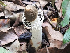 Phallus atrovolvatus