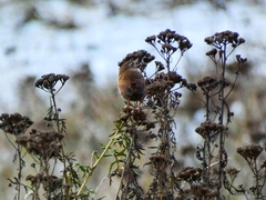 Troglodytes troglodytes