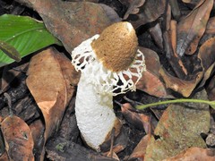 Phallus atrovolvatus