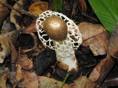 Phallus atrovolvatus