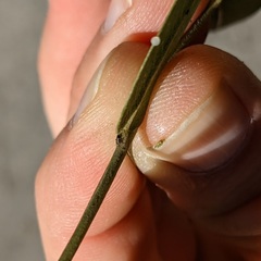 Platycorypha nigrivirga