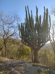 Stenocereus montanus