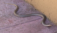 Aparallactus lunulatus