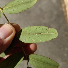 Platycorypha nigrivirga