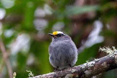 Silvicultrix frontalis