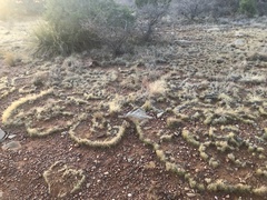 Muhlenbergia torreyi