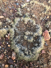 Muhlenbergia torreyi