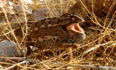 Chamaeleo chamaeleon chamaeleon