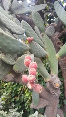Opuntia