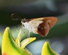 Calpodes longirostris