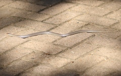 Aparallactus lunulatus