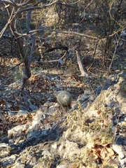 Mammillaria standleyi