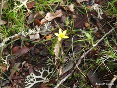 Gagea soleirolii